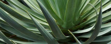 6 Best Aloe Vera Products for Skin & Hair